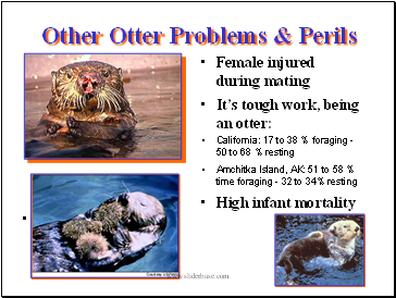 Other Otter Problems & Perils