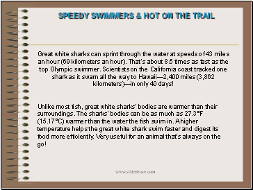 Great white sharks can sprint through the water at speeds of 43 miles an hour (69 kilometers an hour). Thats about 8.5 times as fast as the top Olympic swimmer. Scientists on the California coast tracked one shark as it swam all the way to Hawaii2,400 miles (3,862 kilometers)in only 40 days!