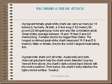 A pregnant female great white shark can carry as many as 14 babies in her belly. At birth, a 5-foot-long (1.52-meter), 60-pound (22-kilogram) pup looks and acts like a miniature adult. Great whites average between 10 and 15 feet (3 and 4.6 meters) long. Females tend to be bigger than males. The longest confirmed great white shark measured 19.5 feet (5.9 meters). Male or female, theyre the worlds largest meat-eating fish.