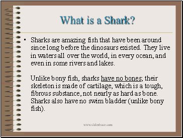 What is a Shark?