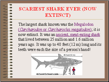 Scariest Shark Ever (Now Extinct)