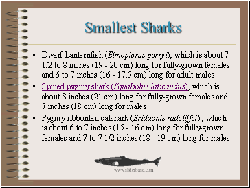 Smallest Sharks