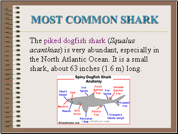 Most Common Shark