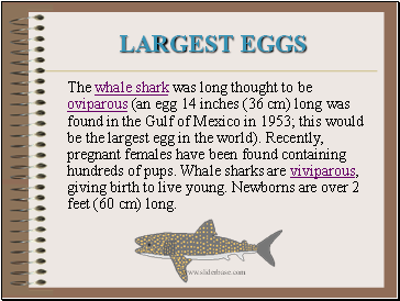 Largest Eggs