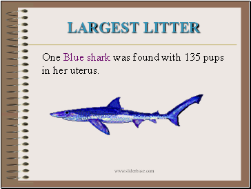 Largest Litter