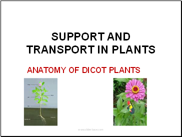 SUPPORT AND TRANSPORT IN PLANTS