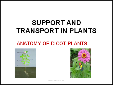 Support and transport in plants