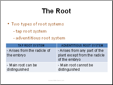 The Root