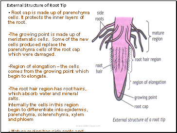 External Structure of Root Tip