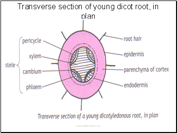 Transverse section of young dicot root, in plan