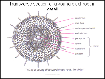 Transverse section of a young dicot root in detail