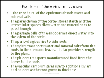 Functions of the various root tissues