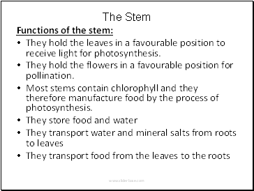 The Stem