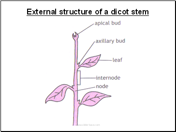 External structure of a dicot stem