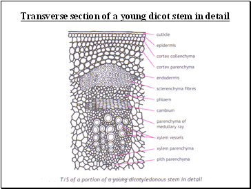 Transverse section of a young dicot stem in detail