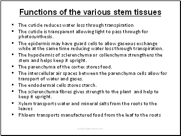 Functions of the various stem tissues