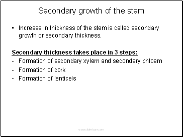 Secondary growth of the stem