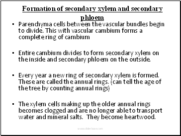 Formation of secondary xylem and secondary phloem
