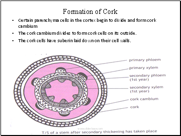 Formation of Cork