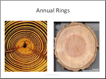 Annual Rings