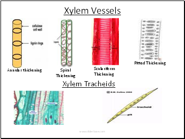 Xylem Vessels