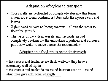 Adaptation of xylem to transport