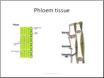 Phloem tissue