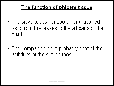 The function of phloem tissue