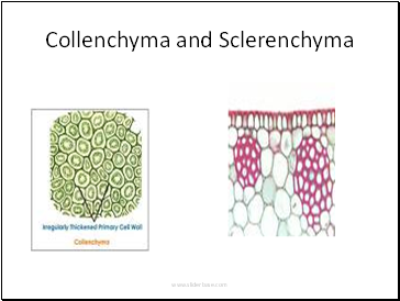 Collenchyma and Sclerenchyma