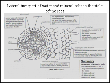 Lateral transport of water and mineral salts to the stele of the root