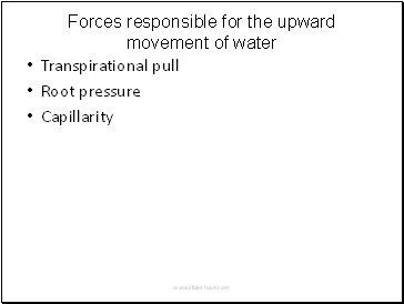 Forces responsible for the upward movement of water