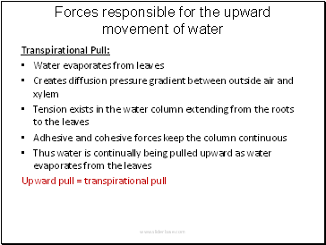 Forces responsible for the upward movement of water