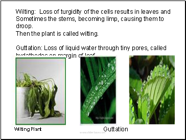 Wilting: Loss of turgidity of the cells results in leaves and