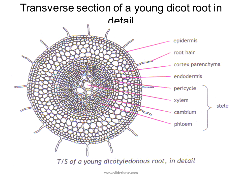 How To Draw Transverse Section Of Dicot Root Labelled Diagram Of | The ...