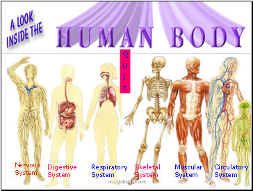 Digestive System