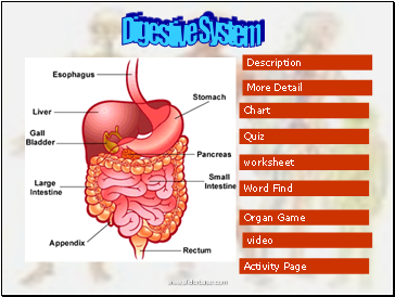 Digestive System