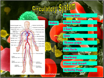 Circulatory System