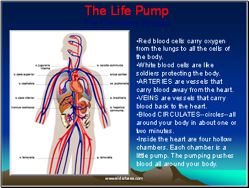 The Life Pump The Circulatory System