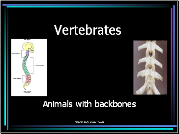 Vertebrates KS3