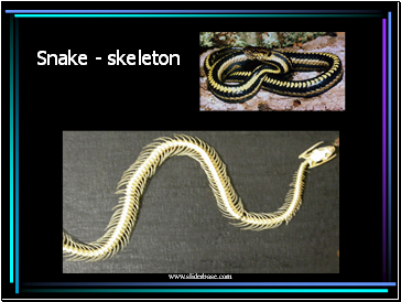 Snake - skeleton
