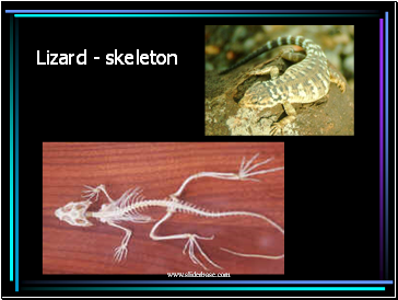 Lizard - skeleton
