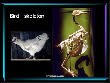 Bird - skeleton