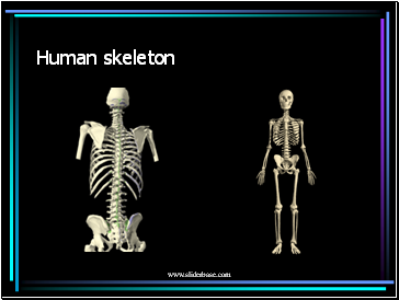 Human skeleton