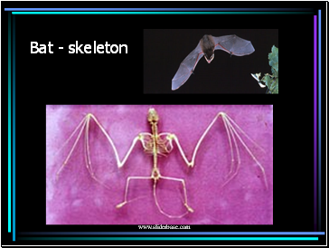 Bat - skeleton