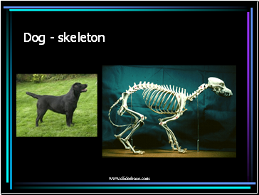 Dog - skeleton