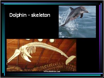 Dolphin - skeleton