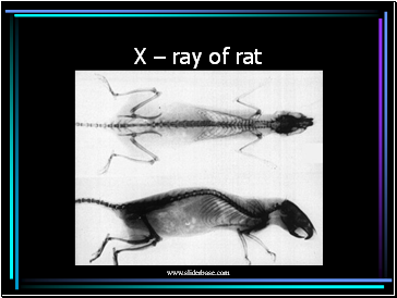 X – ray of rat