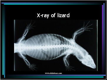 X-ray of lizard