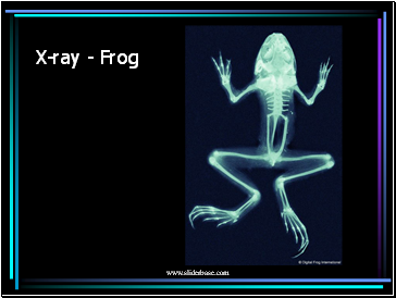 X-ray - Frog