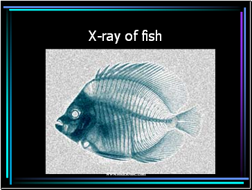 X-ray of fish